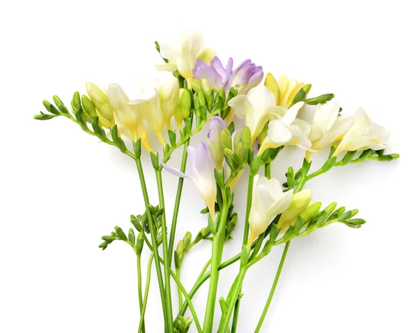 Bellissimi fiori fresia su sfondo bianco — Foto Stock