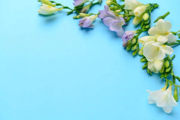 Beautiful freesia flowers on color background — Stock Photo, Image