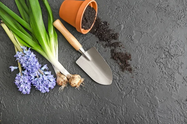 Beautiful hyacinth plants with pot and gardening tool on dark background — Stock Photo, Image