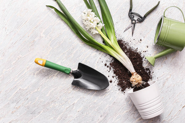 Beautiful hyacinth plant with pot, gardening tools and watering can on wooden background