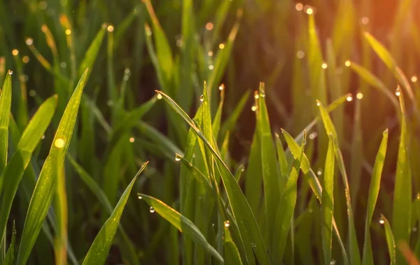 Young green wheat with dew drops on spring morning, closeup — Stock Photo, Image