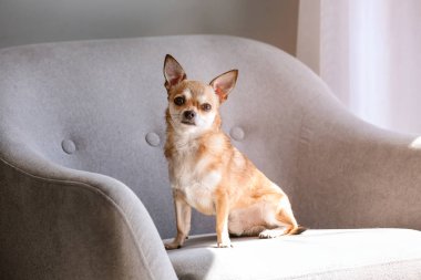 Sevimli chihuahua köpek evde koltukta oturan