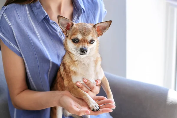 Cute chihuahua dog with owner at home — Stock Photo, Image