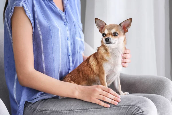 Cute chihuahua dog with owner at home — Stock Photo, Image