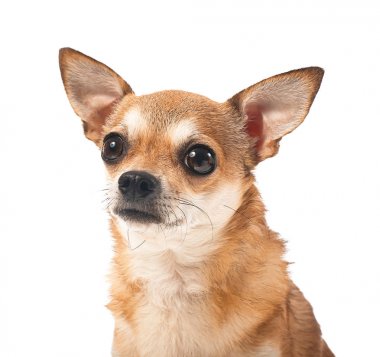 Beyaz arka plan üzerinde şirin chihuahua köpek