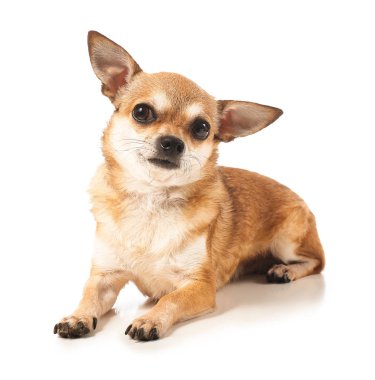 Beyaz arka plan üzerinde şirin chihuahua köpek