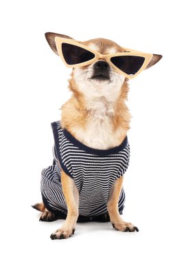 Şık giysiler ve beyaz arka plan üzerinde güneş gözlüğü ile Sevimli chihuahua köpek