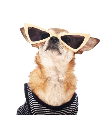 Beyaz arka planda güneş gözlüğü ile Sevimli chihuahua köpek