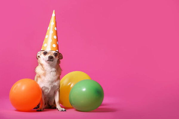 Cute chihuahua dog in party hat and with air balloons on color background