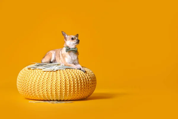 Cute chihuahua dog with money on wicker pouf against color background