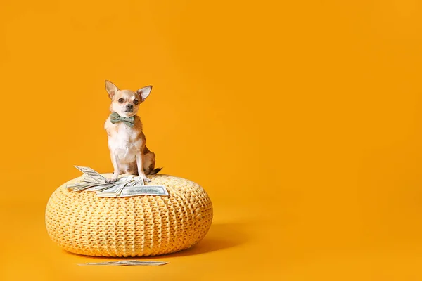 Aranyos Chihuahua kutya pénzt a fonott pouf ellen színes háttér — Stock Fotó
