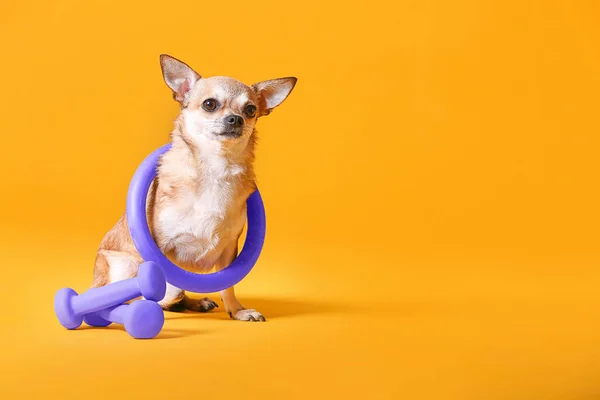 Cute chihuahua dog with hula hoop and dumbbells on color background — Stock Photo, Image