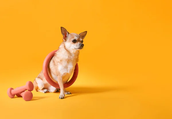 Cute chihuahua dog with hula hoop and dumbbells on color background — Stock Photo, Image