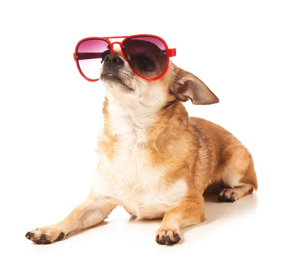 Милий собака чихуахуа з сонцезахисними окулярами на білому тлі — стокове фото