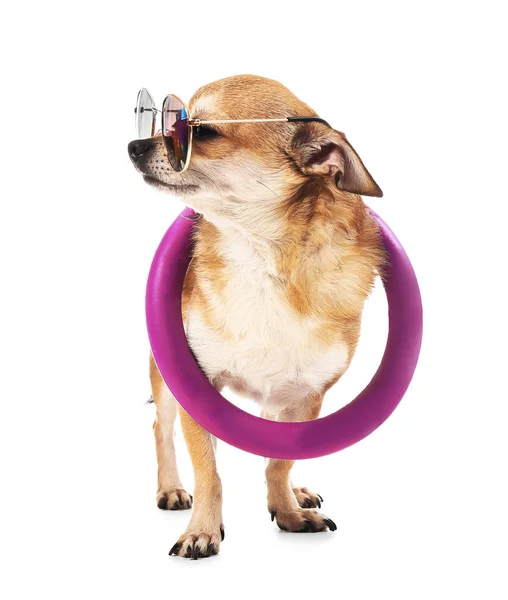 Cute pies Chihuahua z okulary przeciwsłoneczne i pierścień nadmuchiwany na białym tle — Zdjęcie stockowe