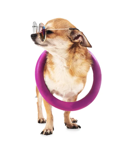 Cute chihuahua dog with sunglasses and inflatable ring on white background — Stock Photo, Image