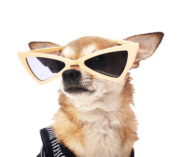 Cão chihuahua bonito com óculos de sol no fundo branco — Fotografia de Stock