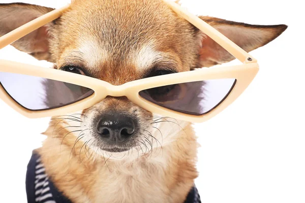 Lindo perro chihuahua con gafas de sol sobre fondo blanco —  Fotos de Stock