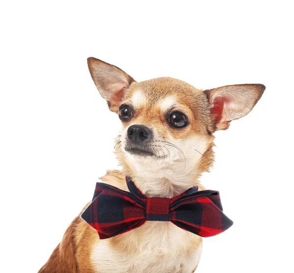 Lindo perro chihuahua con corbata sobre fondo blanco — Foto de Stock
