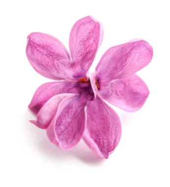 Beyaz arka planda güzel leylak çiçekleri