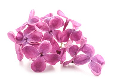 Beyaz arka planda güzel leylak çiçekleri