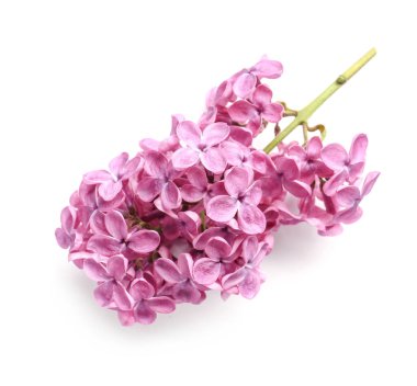 Beyaz arka planda güzel leylak çiçekleri