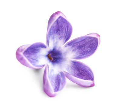 Beyaz arka planda güzel leylak çiçeği