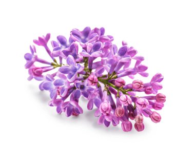 Beyaz arka planda güzel leylak çiçekleri