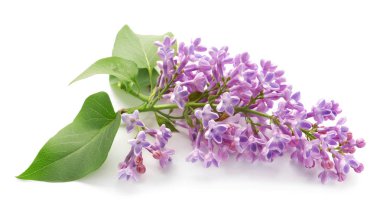 Beyaz arka planda güzel leylak çiçekleri