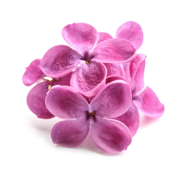 Beautiful lilac flowers on white background — Stock Photo, Image