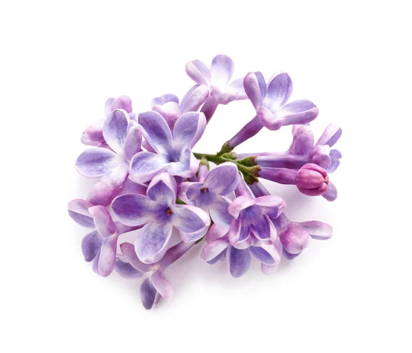 Beautiful lilac flowers on white background — Stock Photo, Image