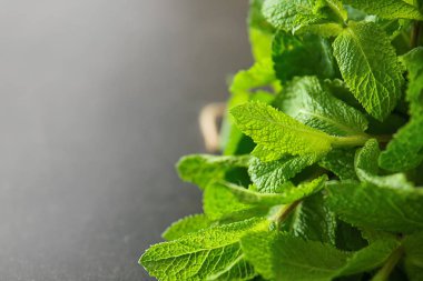 Gri arka planda yeşil nane, yakın çekim