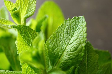Taze yeşil nane yaprakları, closeup
