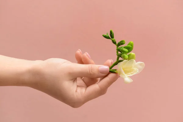 Női kéz gyönyörű Freesia virág a színes háttér — Stock Fotó