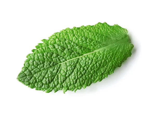 Folha de hortelã verde no fundo branco — Fotografia de Stock