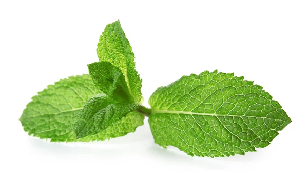 Gröna myntablad på vit bakgrund — Stockfoto