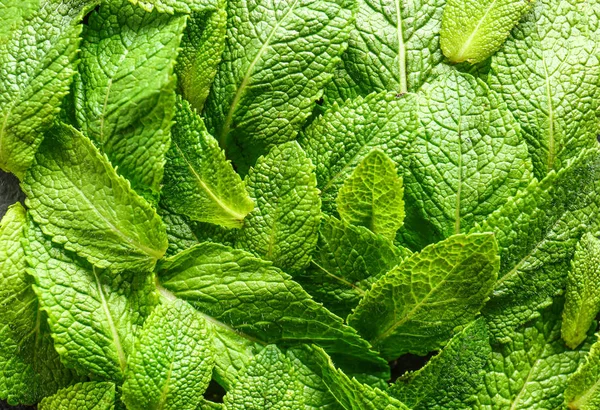 Fresh green mint leaves as background