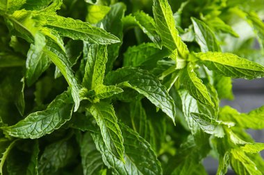 Taze yeşil nane yaprakları, closeup