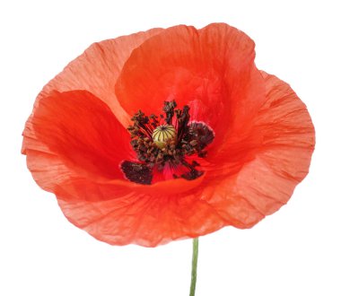 Beyaz arka plan üzerinde güzel kırmızı haşhaş çiçeği, closeup