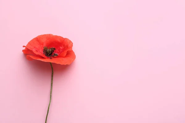 Beautiful red poppy flower on color background — Stock Photo, Image