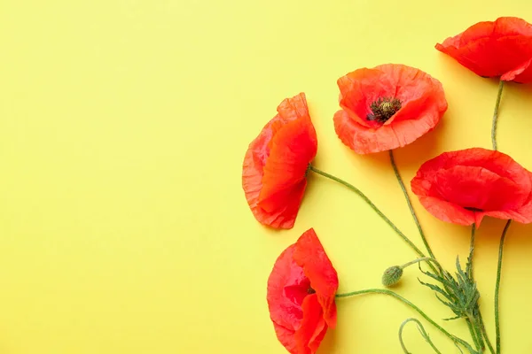 Beautiful red poppy flowers on color background — Stock Photo, Image