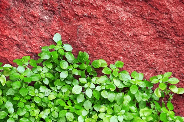 Growing green plant near red rock — Stock Photo, Image