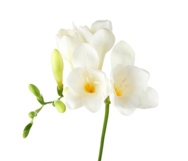 Beyaz arka plan üzerinde güzel Frezya çiçek