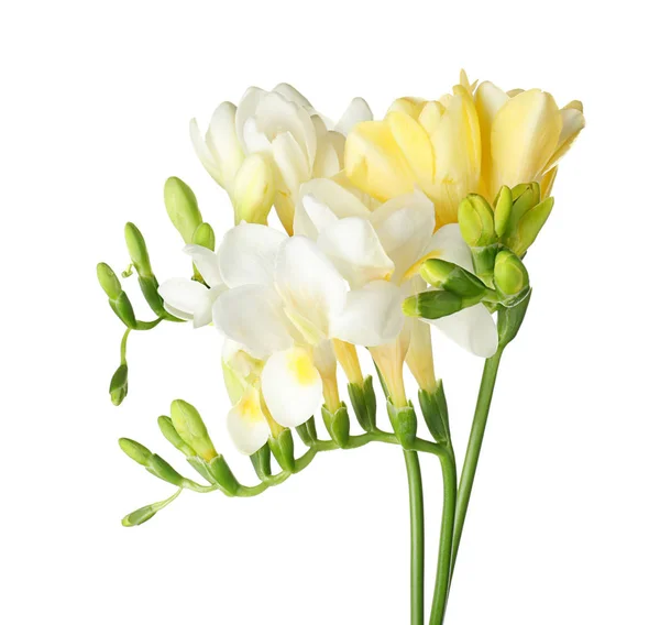 Schöne Freesia-Blumen auf weißem Hintergrund — Stockfoto