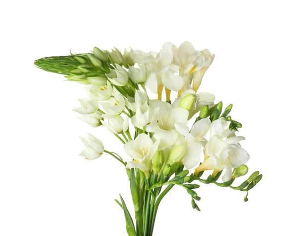 白色背景上的美丽小苍兰花 — 图库照片