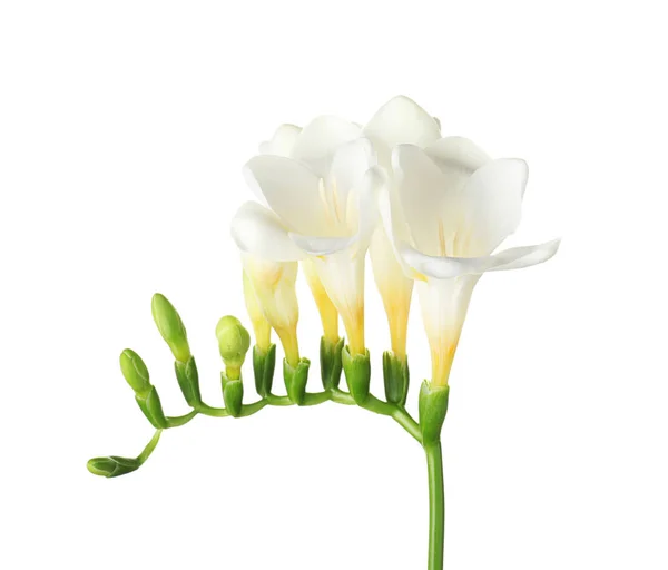 白色背景上的美丽小苍兰花 — 图库照片