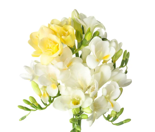 Красивые цветы фрезии на белом фоне — стоковое фото