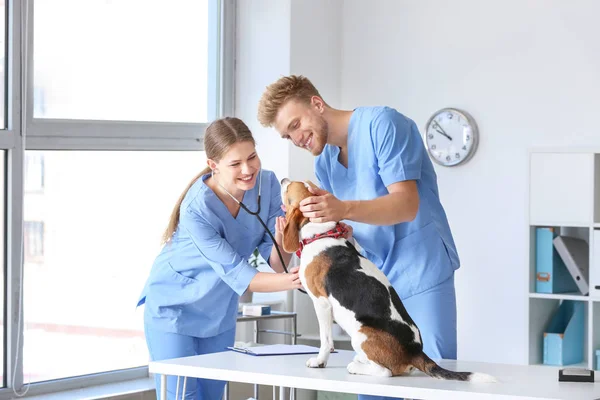 Dierenartsen onderzoek schattige hond in de kliniek — Stockfoto