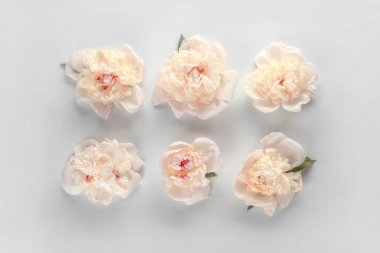 Beyaz arka plan üzerinde güzel peonies