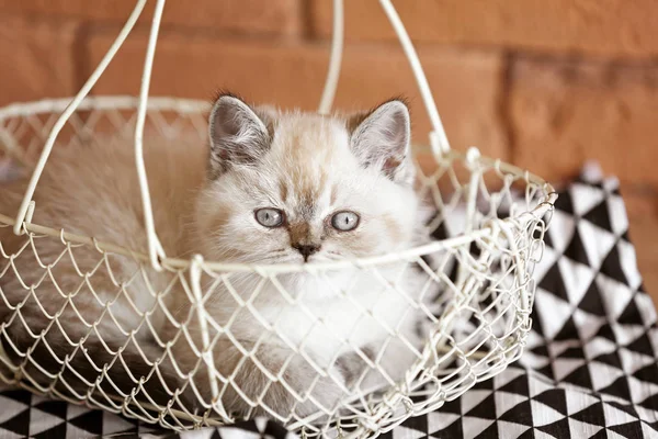 Cute fluffy kitten in basket — Stock Photo, Image